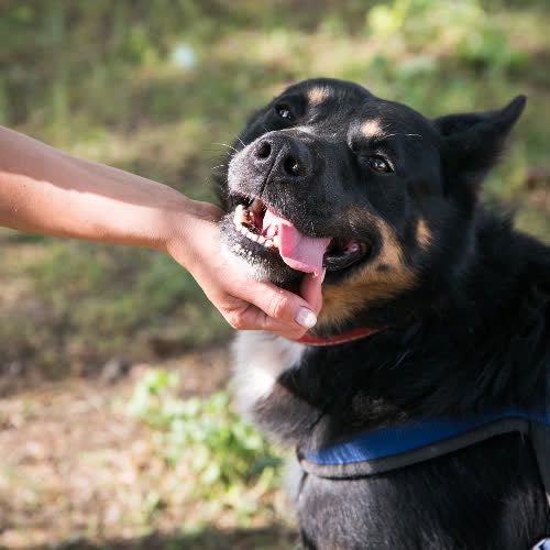 Lukas szuka kochającego domu