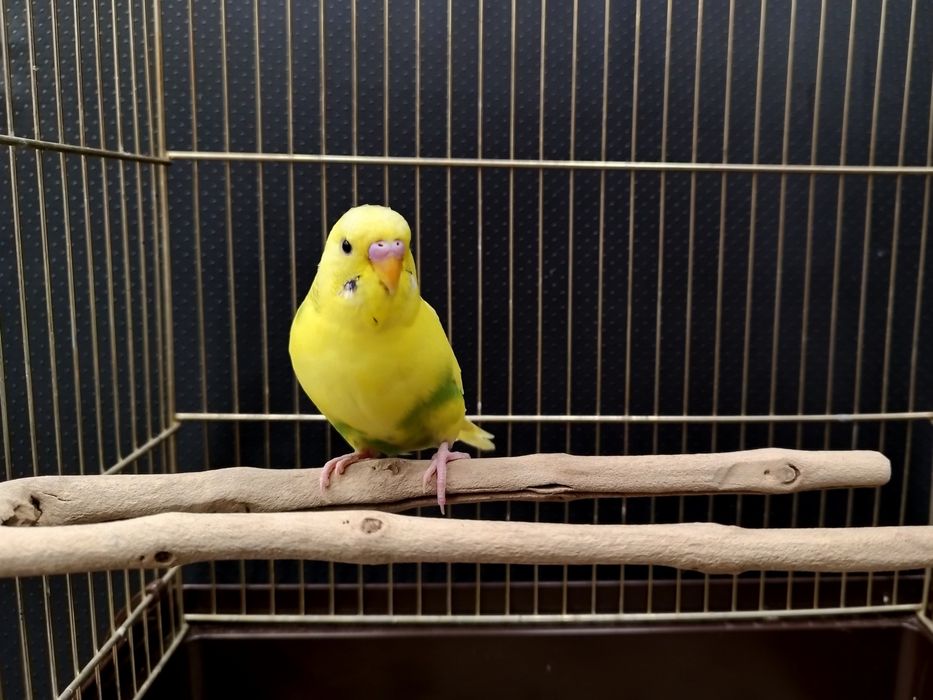 Papuga Falista MASSON