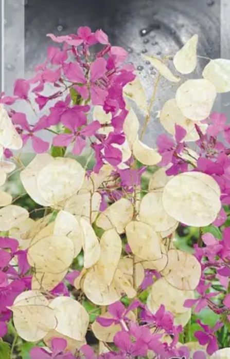 Лунник или лунария