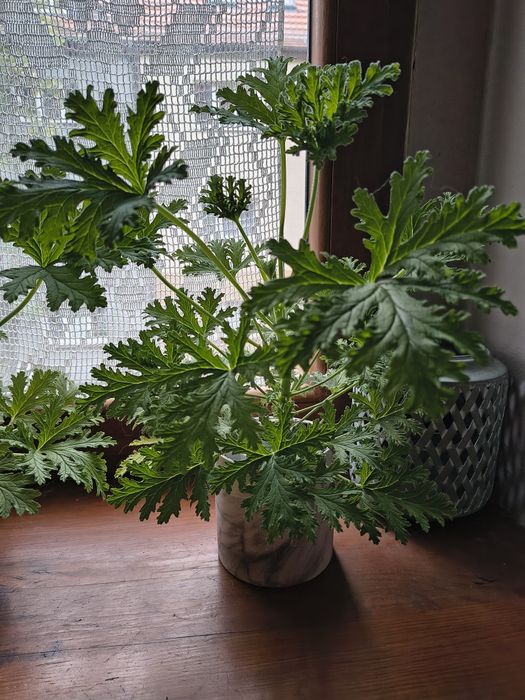 Geranium pelargonia pachnąca anginka  sztuki