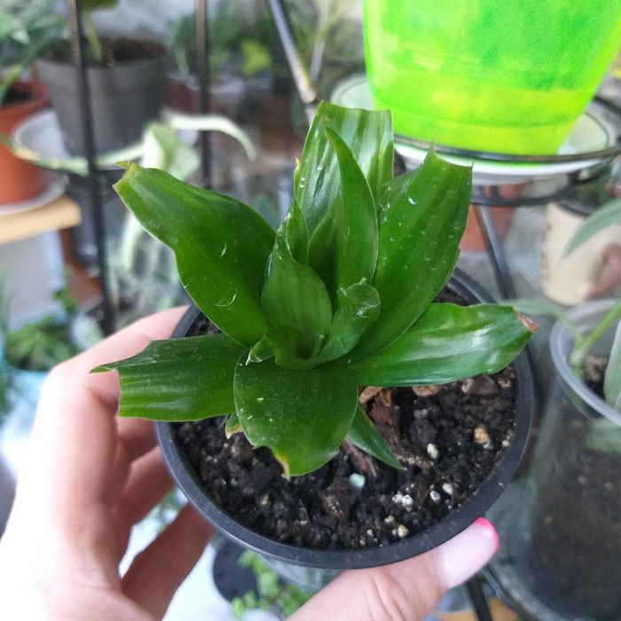 Кімнатні квіти ,недорого.