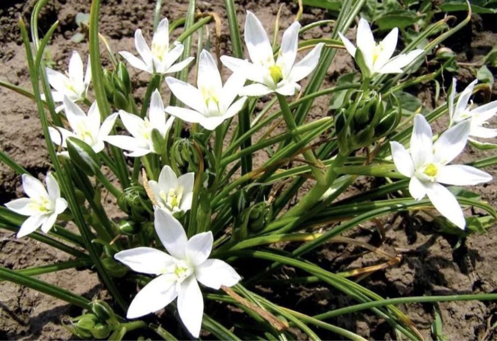 Птицемлечник