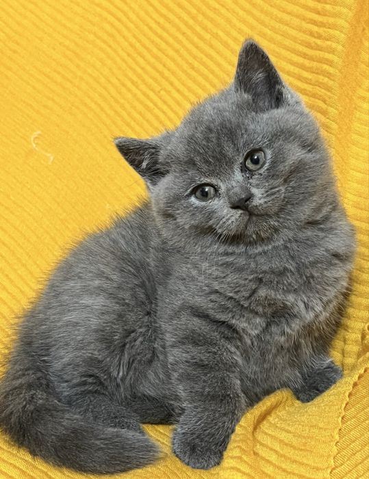 Котики шотландські
