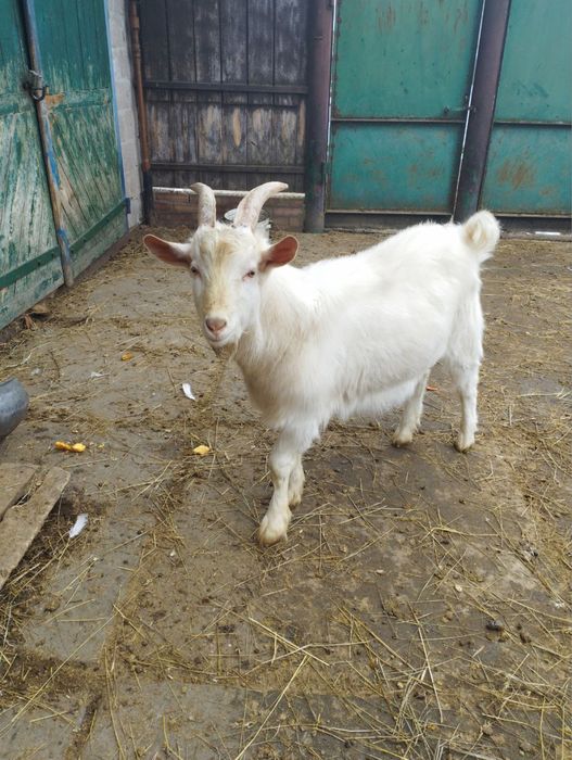 Продам козлика