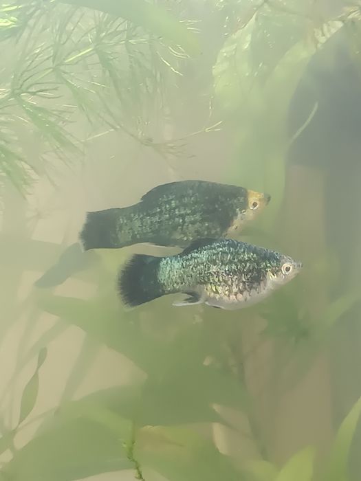 Акваріумні Рибки