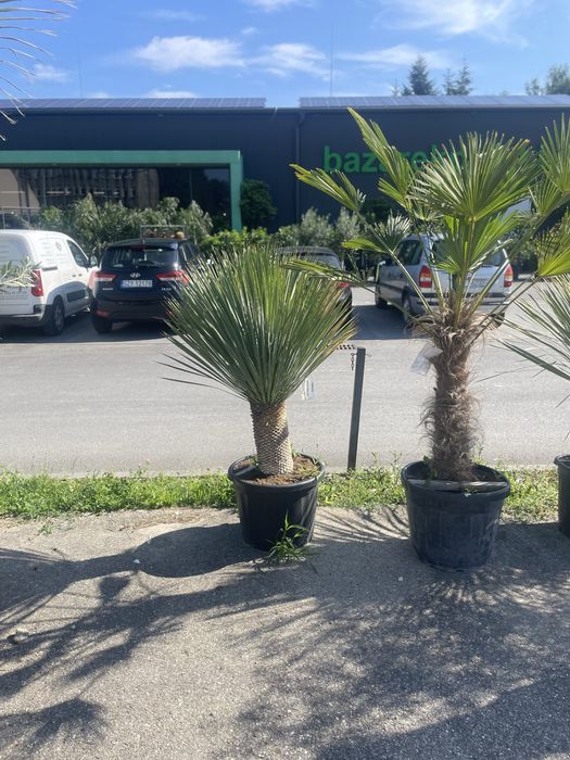Juka Rostrata 150cm – Topowy Trend Ogrodowy! Mrozoodporna -20