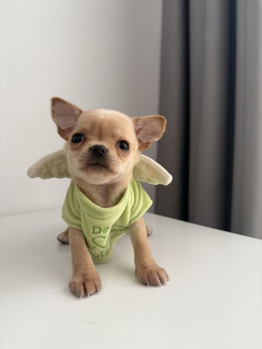 Золотий хлопчик міні чіхуахуа