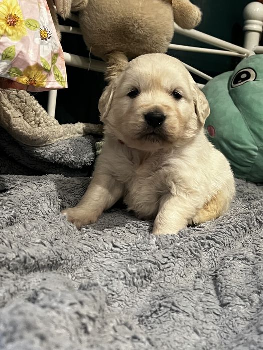 Golden retriever po dziadkach  z Australii  i Hiszpanii FCI  ZKWP