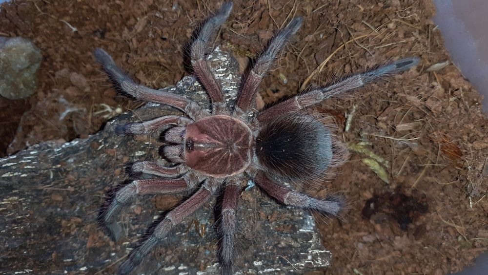 Pamphobeteus sp machala samiec / samica