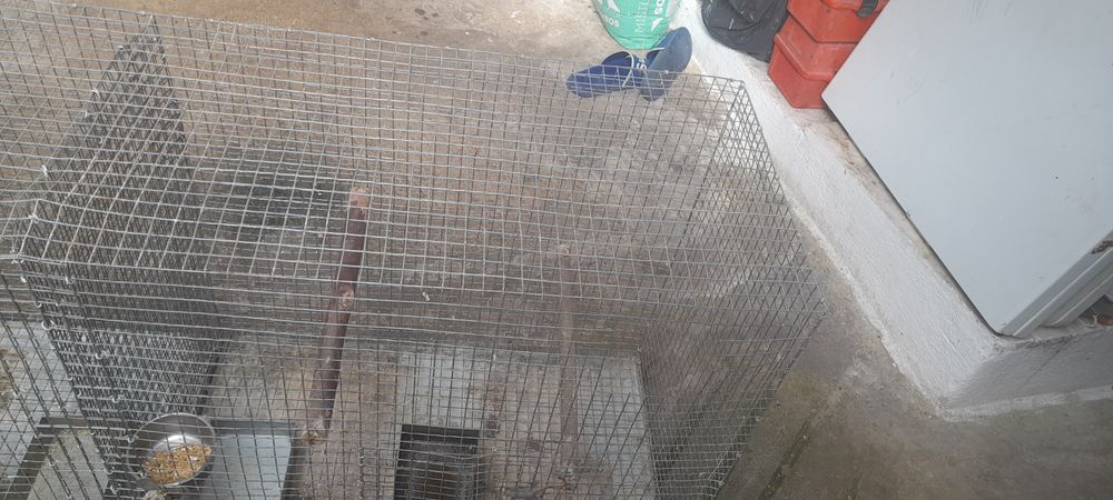 Gaiola com duas devisoes