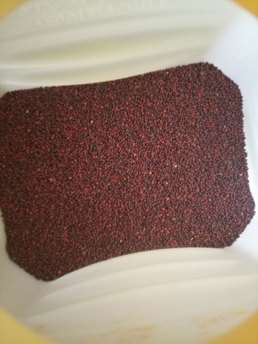 Rzepa Nasiona, ścierniskowa pastewna pasza poplon kiełki