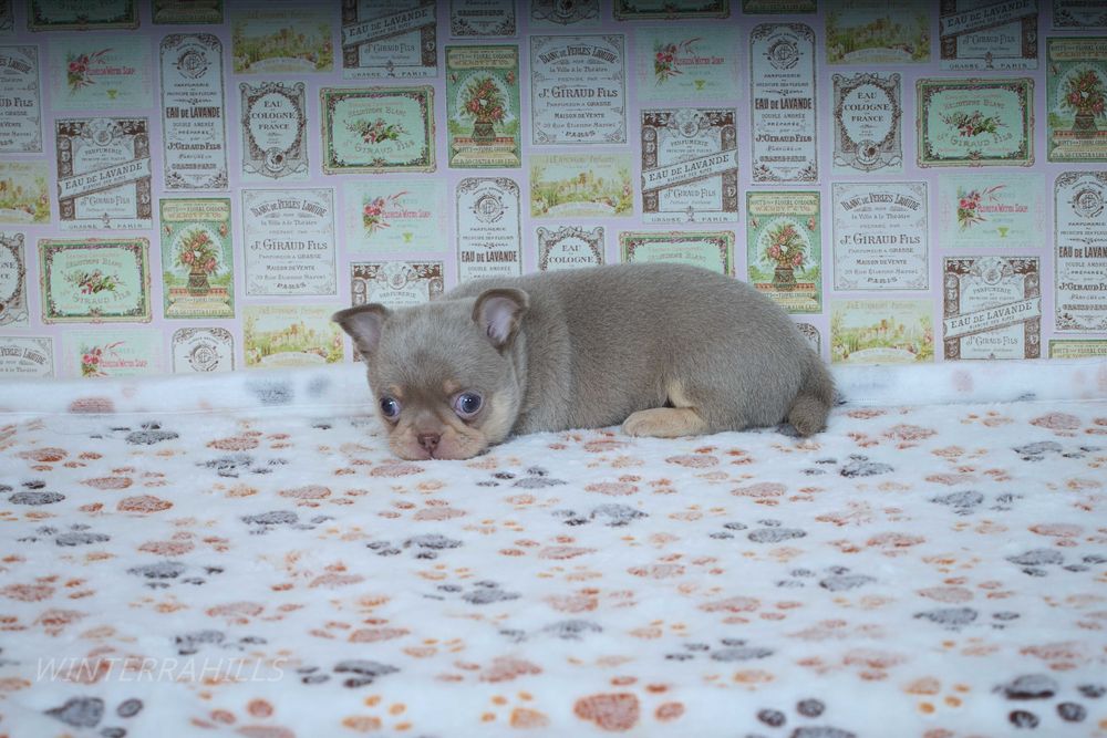 Чіхуахуа ~ бузкового окрасу