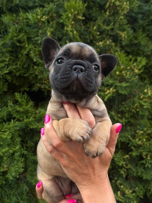 Buldog Francuski
