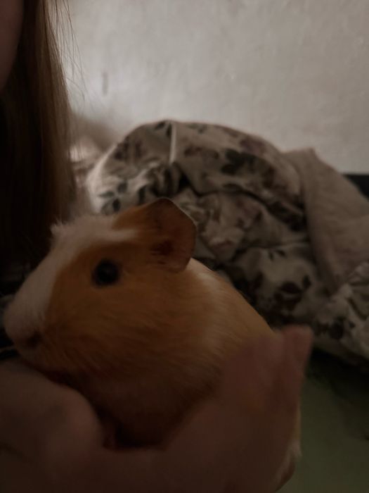 Морская свинка  мальчик 3 месяца