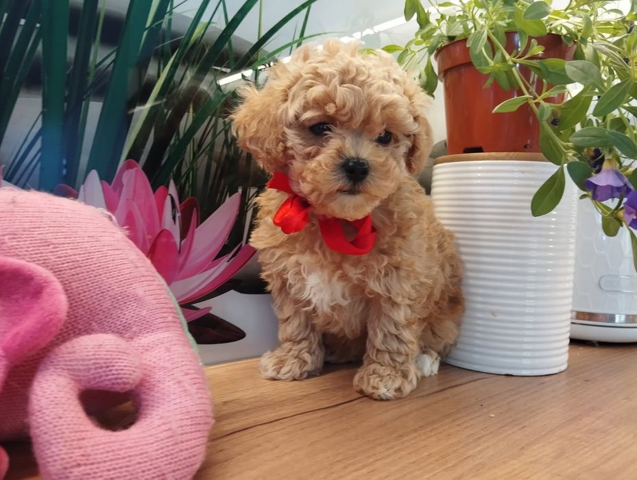 Mini suczka Maltipoo f1 z Rodowodem