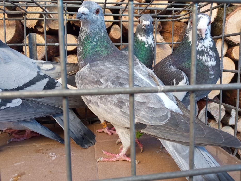 Gołębie pocztowe sprzedam!!!