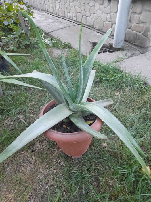 продаю алоє вера
