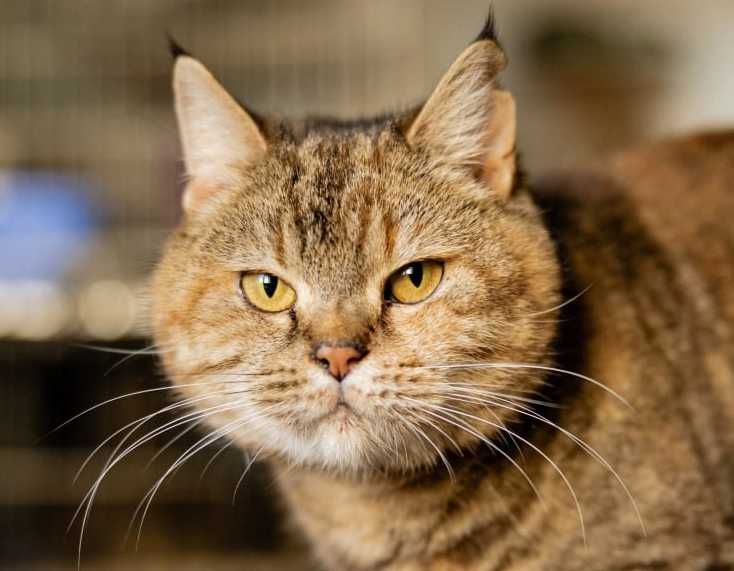 Кицюня 1,5-річна Мія шукає свою родину кіт кішка