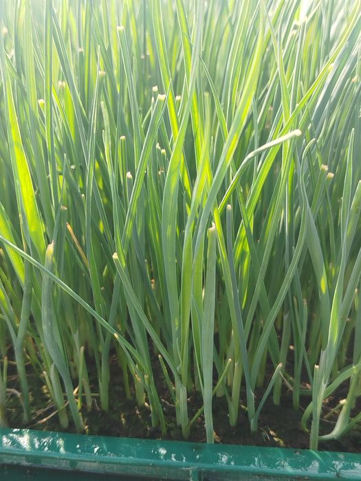 Rozsada sadzonki pora