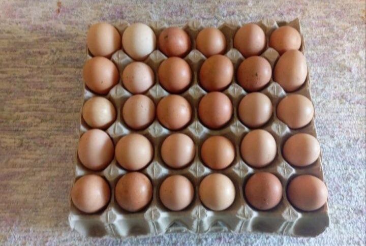 Ovos férteis de galinhas mestiças (coquinhas)