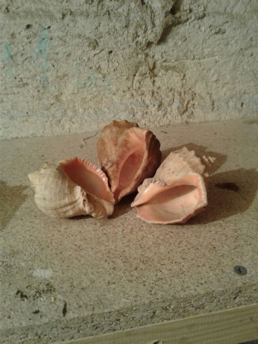 Набір  мушель(ракушок) морських 3 шт.