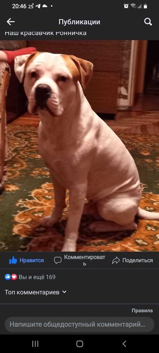 Вязка собаки питбуля