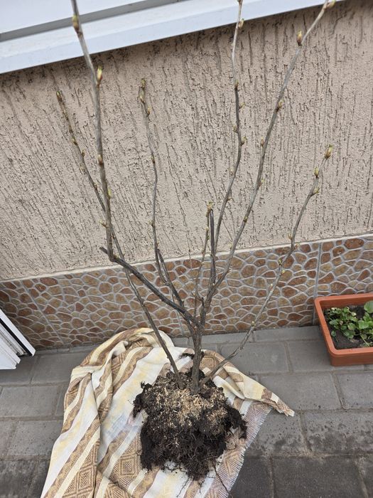 Кущі смородини сорту Чорний Бумер