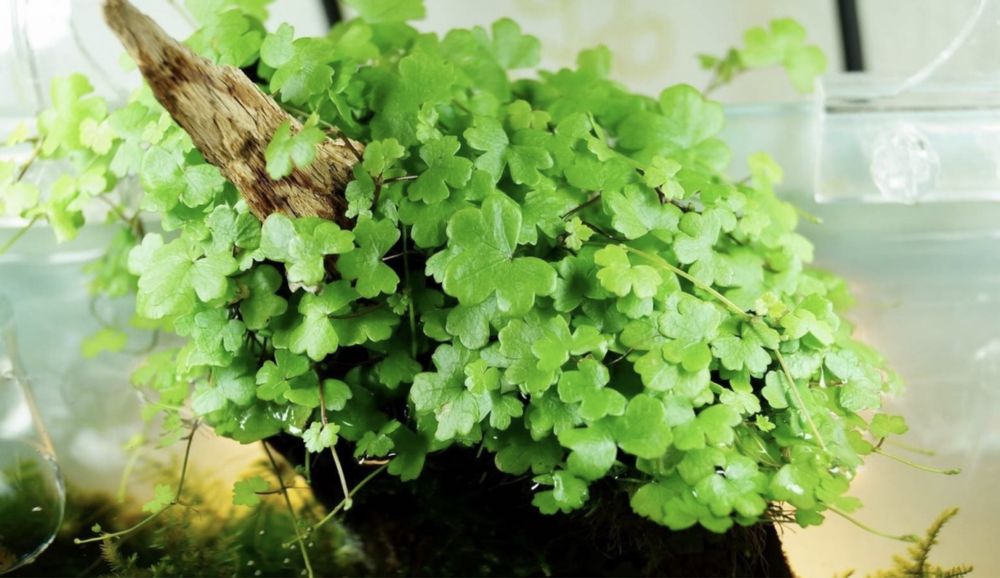 Hydrocotyle tripartita japan