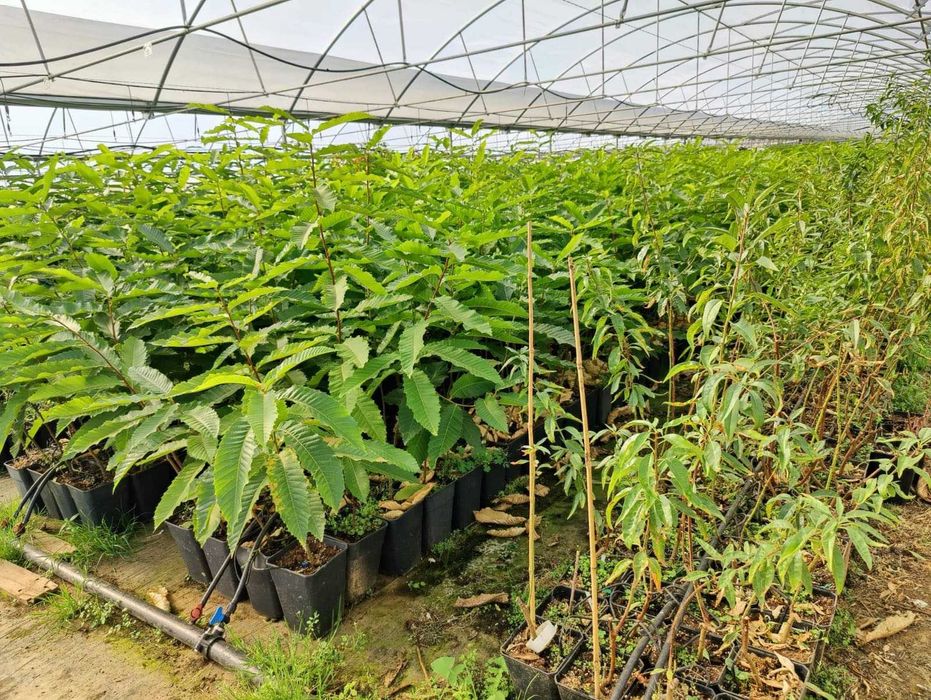 Plantas de Castanheiros Híbridos Marsol