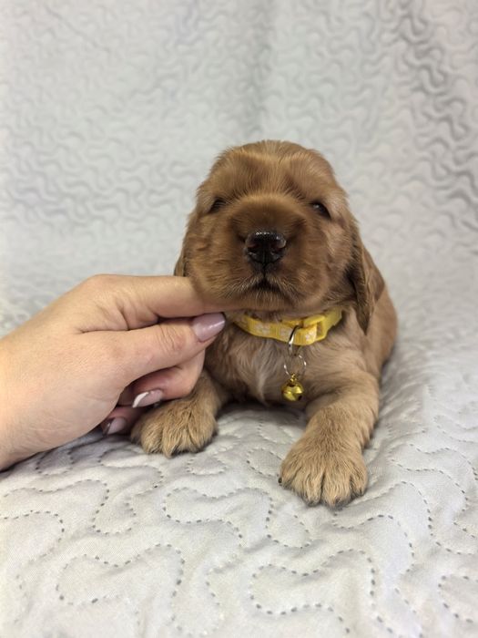 Śliczna suczka  cocker spaniel