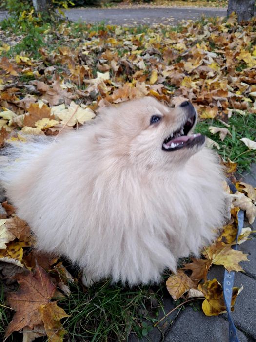 В'язка померанський шпіц