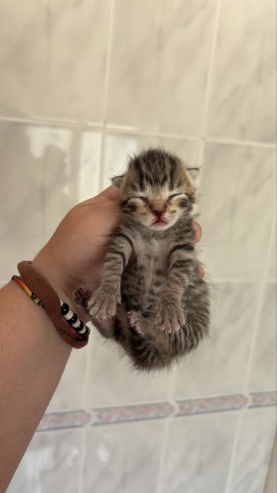 gatinhos bebes para adocao