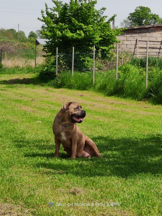 Cane corso Szczeniak Formętino SWKiPR