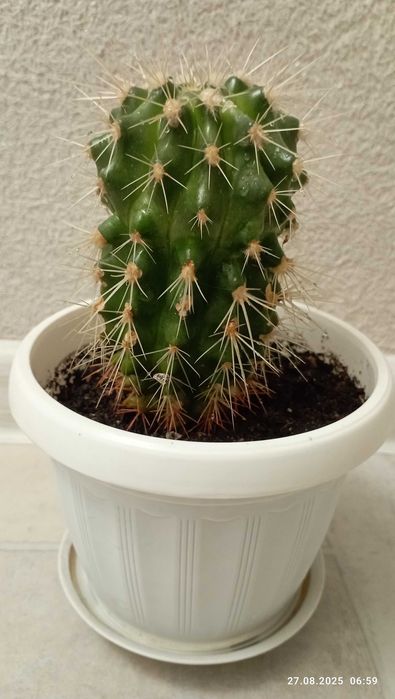 Красавец - кактус, хавортия и другие комнатные растения, цветы