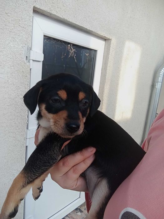 Продам німецьких цвергпінчерів