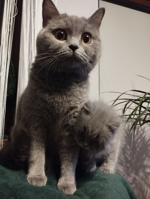 Kotka niebieska brytyjska