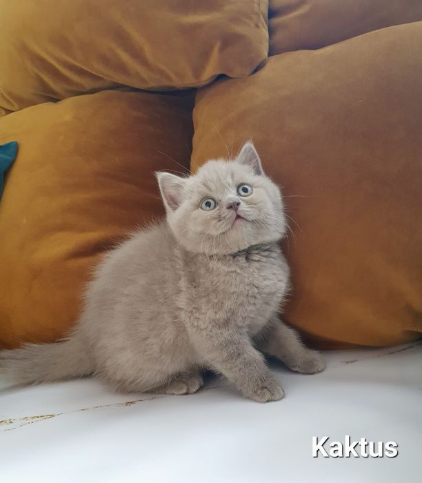 Kocurek brytyjski liliowy
