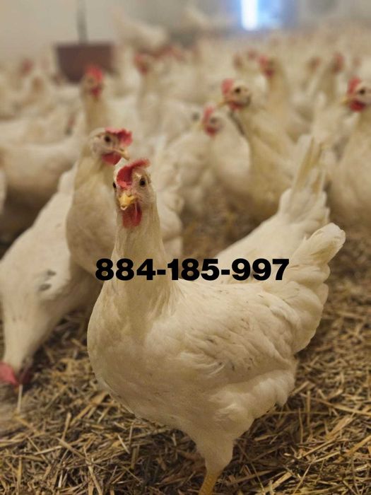Młode nioski odchowane Tintet Sendi Leghorn z jajkiem
