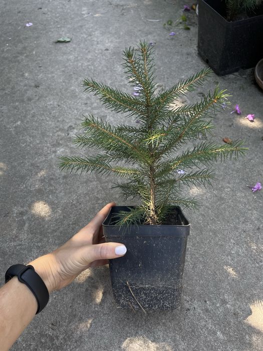 Ялинка,  ялинки.