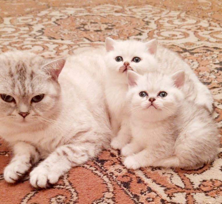 Маленькие очаровашки
