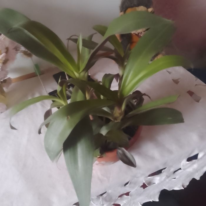 Обменяю цветы на