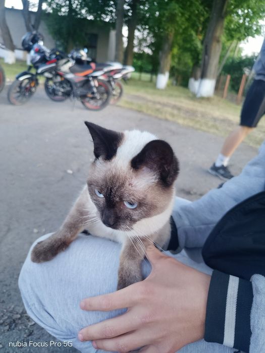 Кіт тайської породи