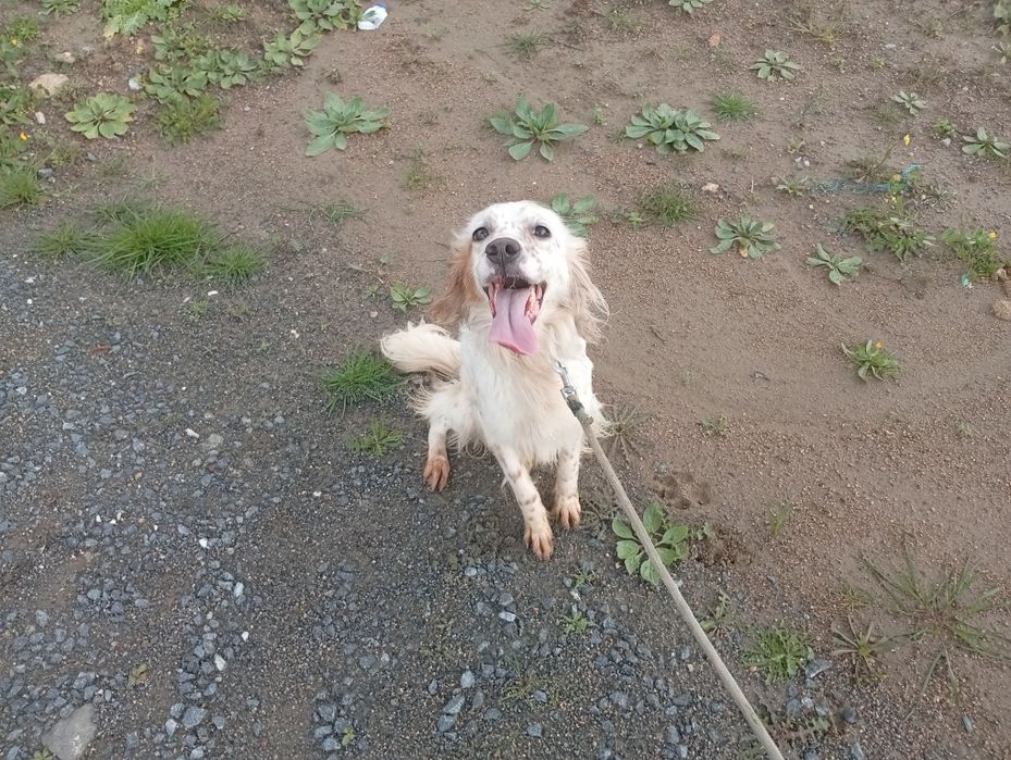 Setter ingles caçada