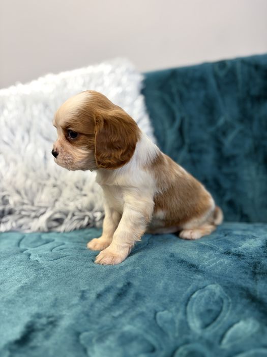 Słodki piesek Cavalier King Charles Spaniel