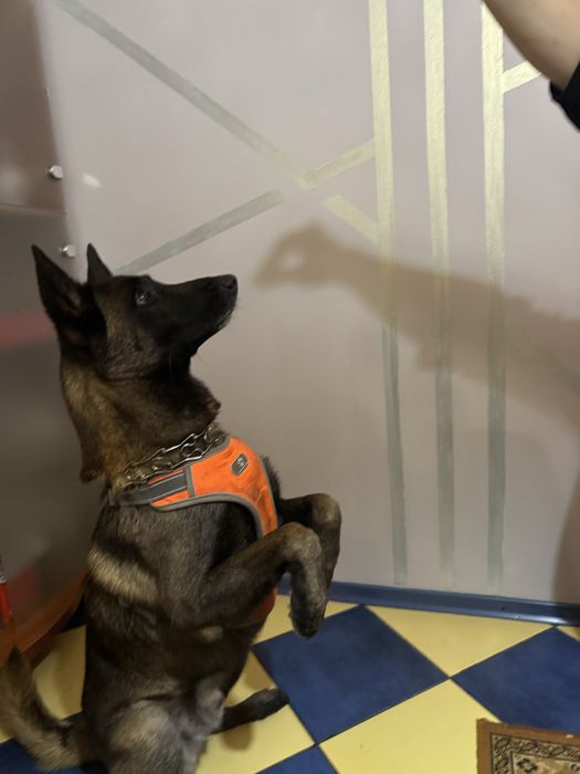 Передержка животных