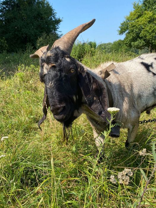 породистий англо-нубійський 100% цап
