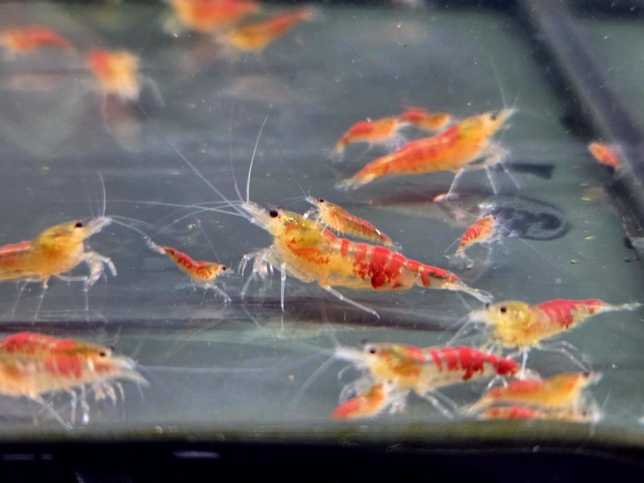 Krewetka caridina Calceo Bee Red Dragon