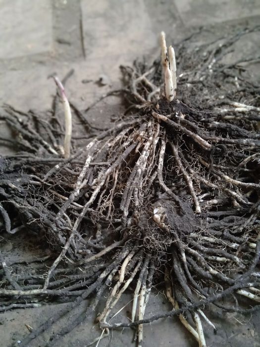 Саджанці спаржі Mary Washington 1, 2, 3 річні