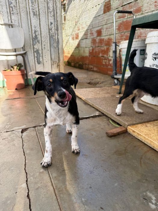 Bruce Lee, para adoção