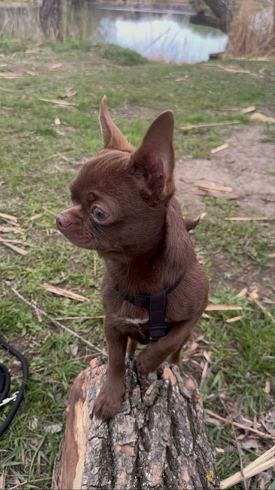 Чихуахуа . Мальчик .Вязка. Ищем невесту